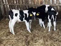 Бух, Russian Black pied cattle — 2 зураг