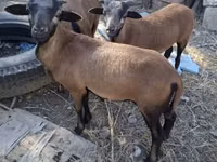 Хуц, Cameroon sheep — 3 зураг