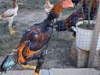 Shamo chickens — photo 2