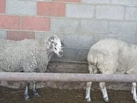 Sheep, Sheep — photo 7