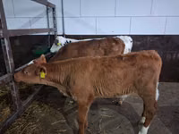 Bulle, Simmental cattle — Foto 4