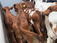 Cattle (batch, sex not specified), Simmental cattle — photo 2