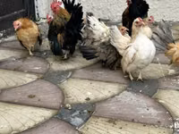 Chickens — Foto 3