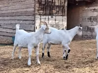 बकरा, Saanen goat — फ़ोटो 1
