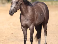 घोड़ी, Quarter Horse — फ़ोटो 4
