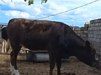 Vaca, Simmental cattle — foto 2
