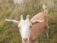 Goat, Goats — photo 2