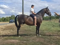 Caballo, Caballos — foto 3