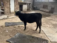 بقرة, Russian Black pied cattle — الصورة 2