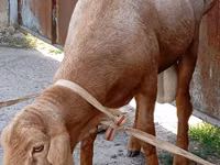 Хуц, Ordabasy sheep — 2 зураг