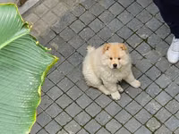 🐶 SATILIR – ÇAU-ÇAU Erkək Çau-Çau balasıdır. 2 aylıqdır, rəngi ağdır — 照片 2