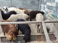 Schaf, Tian-Shan semifinewool sheep — Foto 7