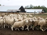Widder, Suffolk sheep — Foto 2