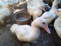 Ducks — फ़ोटो 1