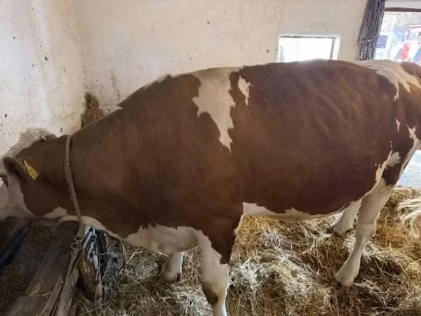 母牛, Simmental cattle