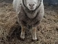 Sheep, Sheep — photo 5
