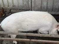Мэгж — 4 зураг