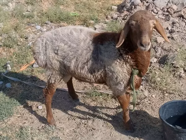 كبش, الأغنام