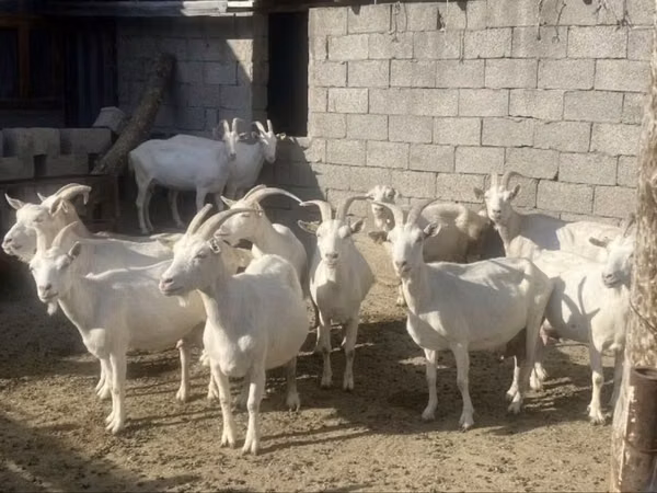 बकरी, Saanen goat