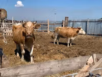 सांड, Simmental cattle — फ़ोटो 3