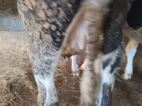 गाय, गोलस्टीन नस्ल — फ़ोटो 5