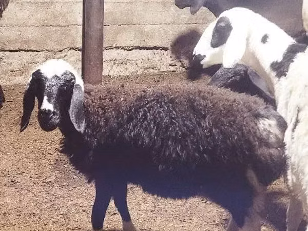 Ram, Sheep