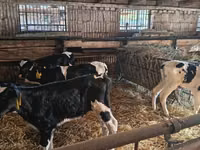 ثور, Russian Black pied cattle — الصورة 3