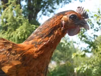Chickens — 7 зураг
