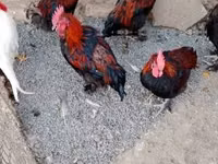 Marans — photo 5