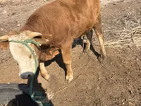 ثور, Swiss cattle — الصورة 2