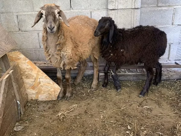 كبش, Small-tailed Han sheep