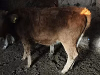 母牛, Cattle — 照片 4