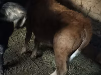 母牛, Cattle — 照片 5