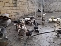 German Pekin — photo 3