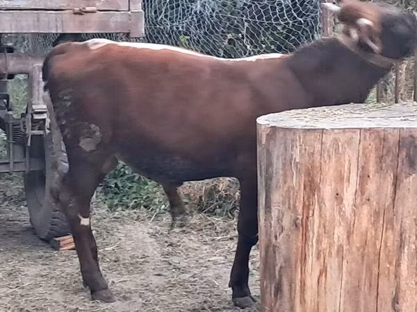 Bulle, Rinder