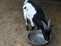 बकरा, Nigerian dwarf goats — फ़ोटो 2