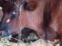 母牛, Cattle — 照片 1