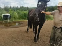母马, Međimurje horse — 照片 1