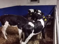 सांड, Russian Black pied cattle — फ़ोटो 4