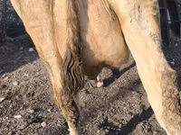 Kuh, Swiss cattle — Foto 8