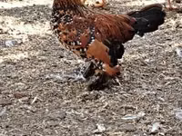 डेनिश हेन — फ़ोटो 1