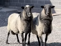 Хонь, Romanov sheep — 2 зураг