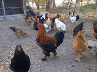 Chickens — الصورة 4