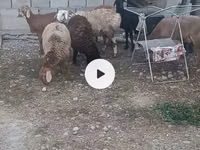 母羊, Sheep — 照片 1