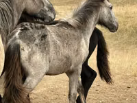 خيول (دفعة، الجنس غير محدد), Kazakh horse — الصورة 5