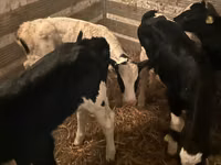Бух, Russian Black pied cattle — 1 зураг
