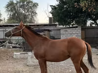 घोड़ा, Kazakh horse — फ़ोटो 1