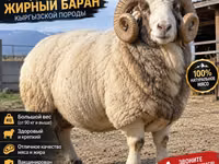 公羊, Kyrgyz Mountain merino sheep — 照片 2