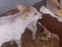 Toro, Simmental cattle — foto 4
