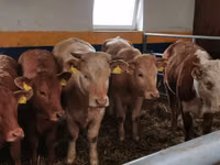 Cattle (batch, sex not specified), Limousin cow — photo 5